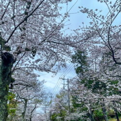 【 今朝の桜並木🌸 】